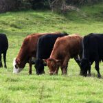 generic cows grazing