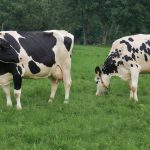 holstein cows