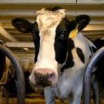 2M budget cut takes a toll on Wisconsin dairy farms