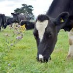 Airport dairy training farm still in limbo