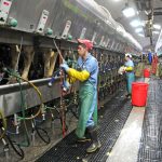 COVID 19 Fact Sheet for Dairy Workers Available in Spanish English