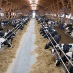 COVID 19 resources available for dairy farming families