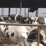 California dairy quota issue heating up