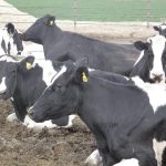 Coronavirus puts downward pressure on dairy markets