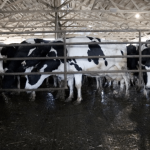 Dairy farmers deemed essential small farms look to survive lockdown