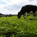 Farmers face huge milk price reduction