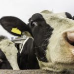 First Milk asks farmers to sign new sustainability pledges