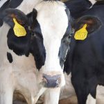 How the coronavirus could impact dairy producers