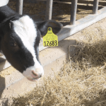 More farms powering local communities with manure