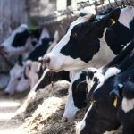 NMPF Ready to Help Dairy Farmers Meet Coronavirus Challenges