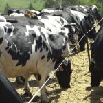 Queensland dairy farmers disadvantaged by lack of RDE