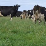 Record dairy prices set to fall