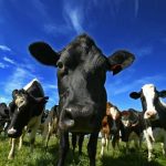 Tasmanian milk production record on target to be broken 1