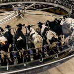 The Dairy Farm of Your Imagination Is Disappearing