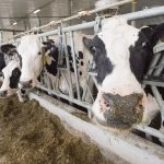 Tories call on feds to compensate dairy farmers left behind in CUSMA