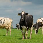 Widening milk price gap highlights a broken market