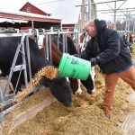 As pandemic drives down milk demand dairy farmers face uncertain future