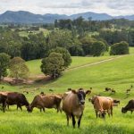 Australian dairy farmers invited to take part in soil carbon project wrbm large