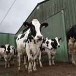 Brussels urged to act as coronavirus sends milk food prices plunging