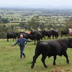 Bull runner dairy farmer cattle trader