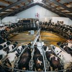 By numbers how milk quota abolition changed dairy farming