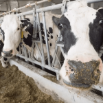 Canadas dairy processors stand to lose 100M if USMCA takes effect July 1 senator