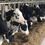 Connecticut Dairy Farmers Face Major Crisis Amid COVID 19