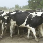 Considering the long term impact of coronavirus for the dairy industry