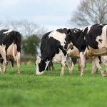 Coronavirus Mart sanctions pressure dairy cattle values