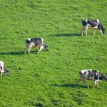 Coronavirus Over third of Welsh dairy farms severely impacted