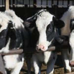 Coronavirus pandemic hurting dairy farm industry