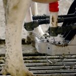 DFO asks producers to dump milk