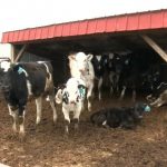 Dairy Farmers Feel Impact As Demand Falls