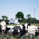 Dairy Farmers of Ontario to increase donations