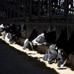 Dairy farmers forced to dump milk as demand drops amid coronavirus closures