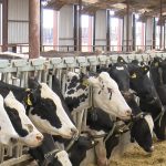 Dairy farmers seeing stockpile of products due to COVID 19