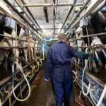 Dairy farmers seek government help as lockdown forces milk dumping