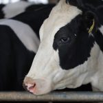 Dairy plants dump thousands of gallons of unused milk as demand plummets