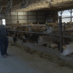 Empty Shelves Dumped Milk Financial Hit