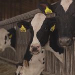 Michigan farmer concerned milk dumping may start as supply backs up