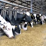 Milk Production Declines Due to Heat Stress in Northern China