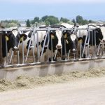 Milk price forecast looks for the bottom