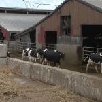 Milk prices continue to drop during coronavirus crisis hurting local dairy farmers