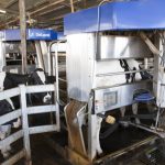 Milking Edge project investigates robotic milking in Australia