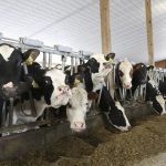 North Country dairy farmers deal with lower milk prices