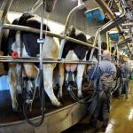 Processors rule out milk reduction scheme despite Covid 19 impact on exports