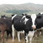 Rabobank dairy forecast predicts hit to incomes