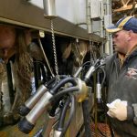 Reedsburg dairy farmers struggle with COVID 19