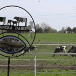 Southwest Missouri dairy farmers forced to pour out milk during pandemic