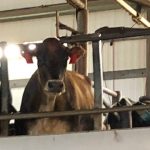 Colorado dairy farmers avoid disposing of milk